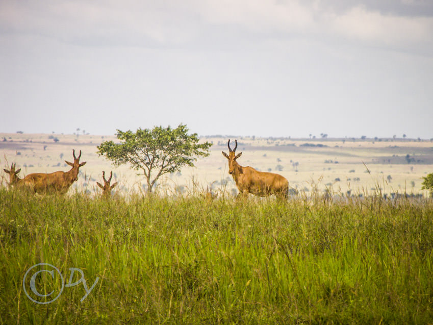 Hartebeest