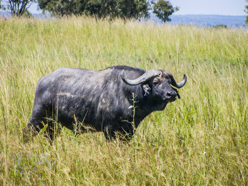 African Buffalo