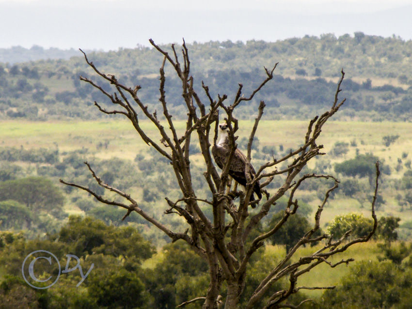 Martial Eagle