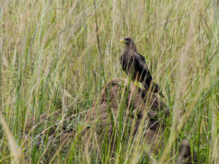 Black Kite