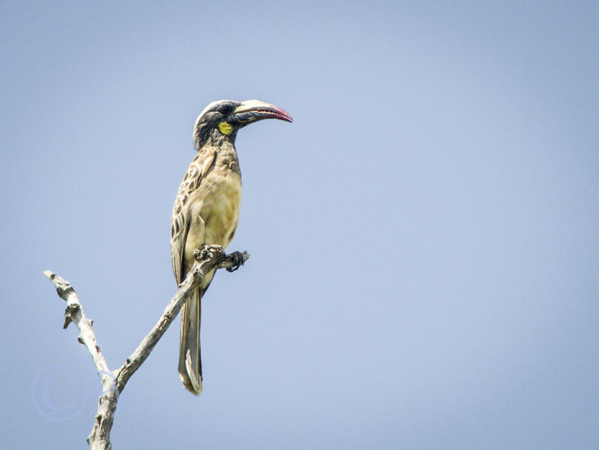 African Grey Hornbill