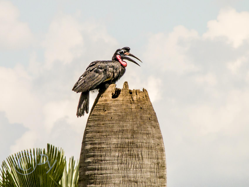 Abyssinian Ground Hornbill