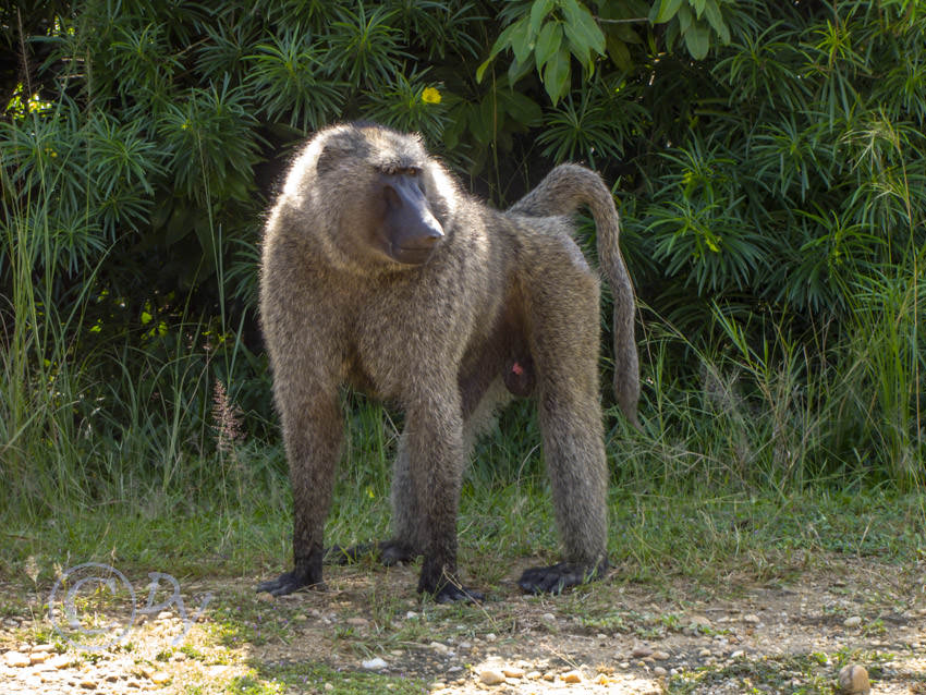 Baboon