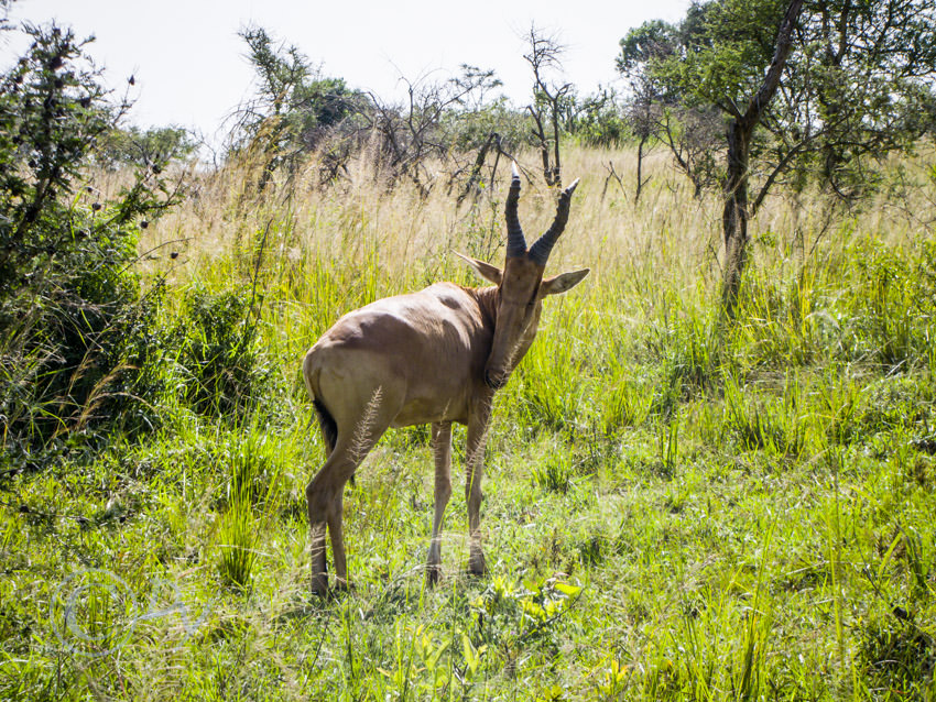 Hartebeest