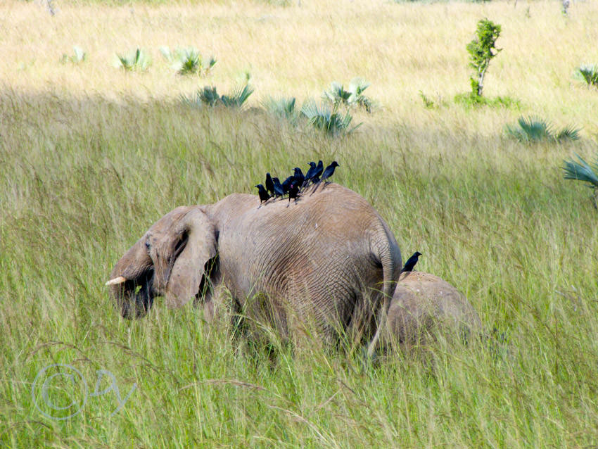 African Elephant, Piapiacs