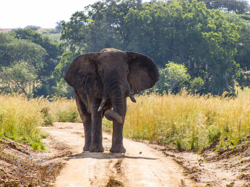 African Elephant