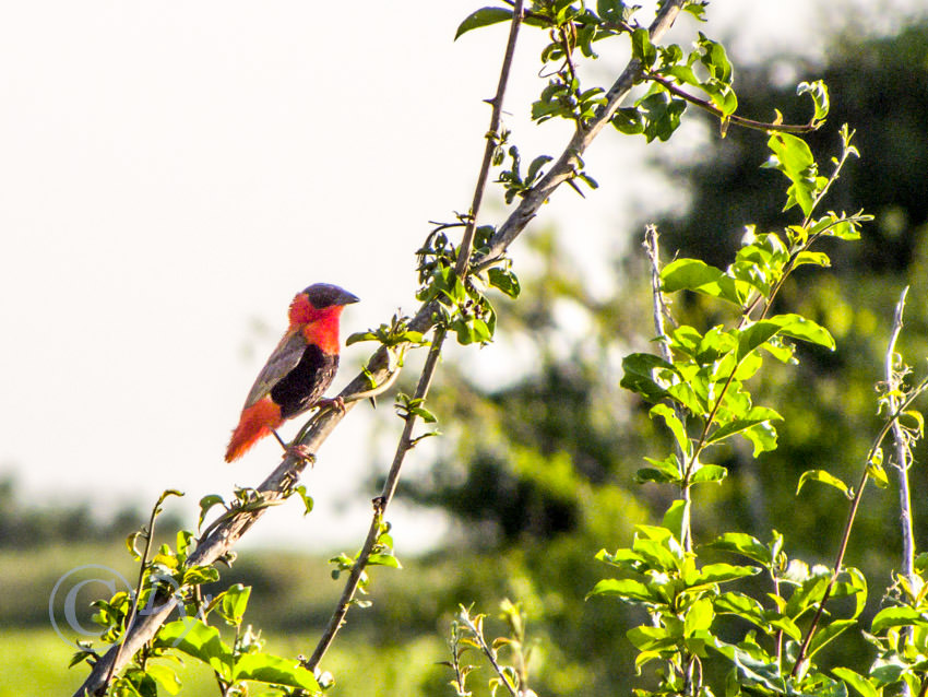 Northern Red Bishop