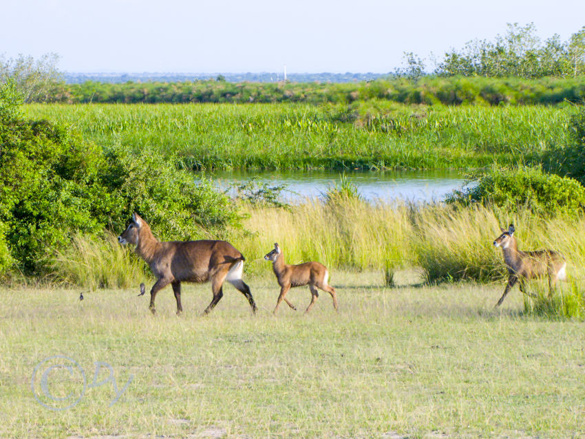 Waterbuck