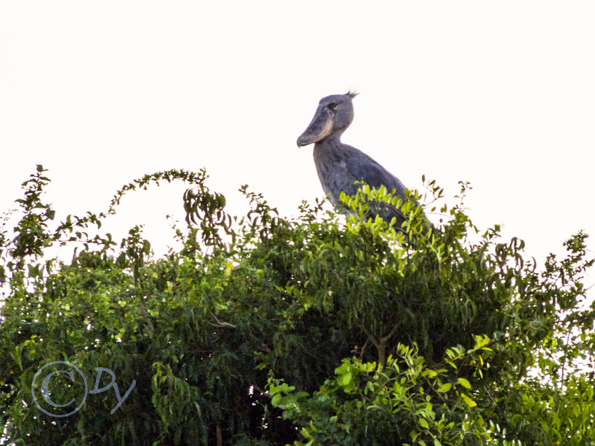 Shoebill Stork