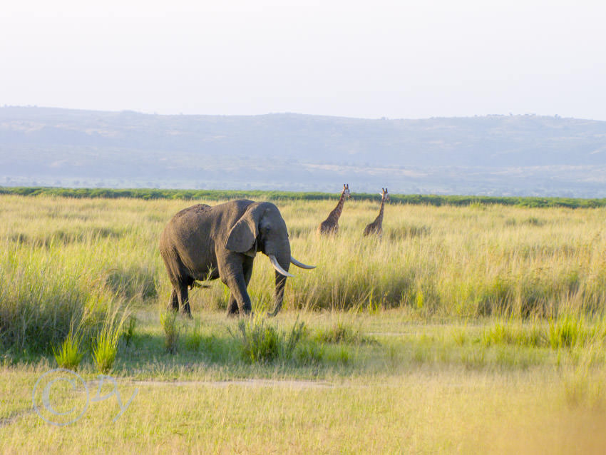 African Elephant