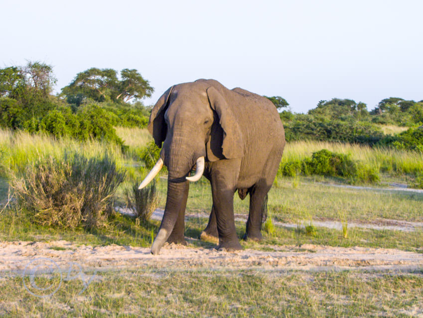 African Elephant