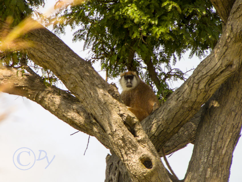 Patas Monkey