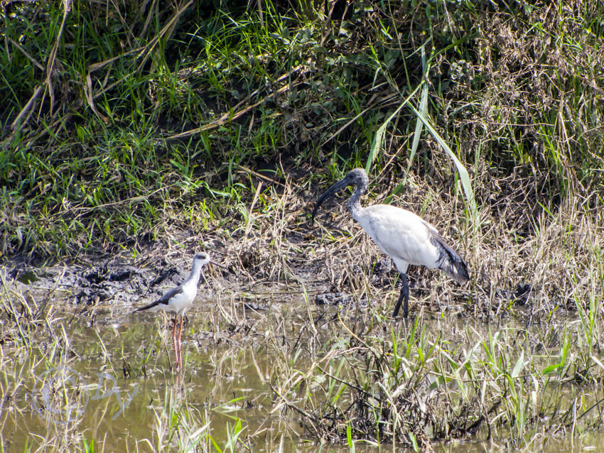 Black-winged Stilt, Sacred Ibis