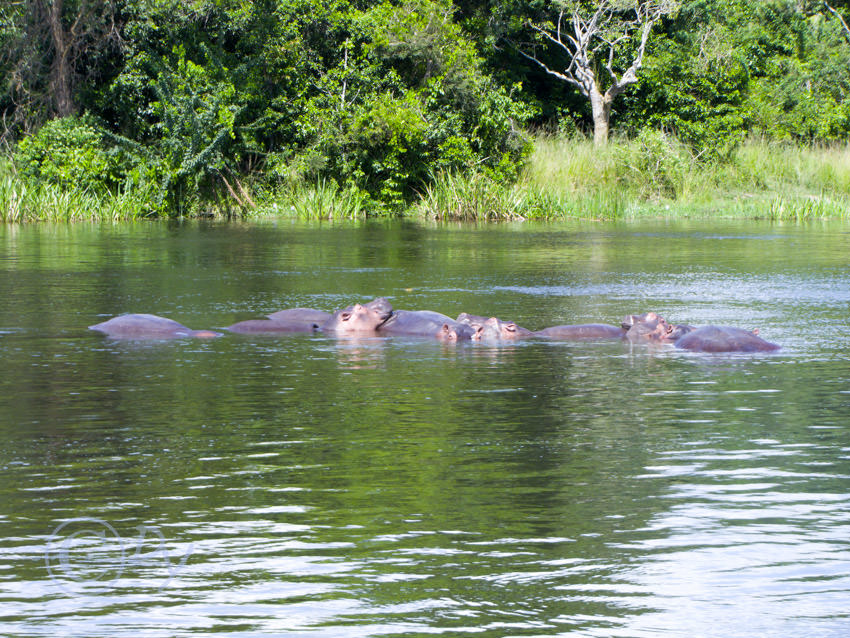 Hippopotamus