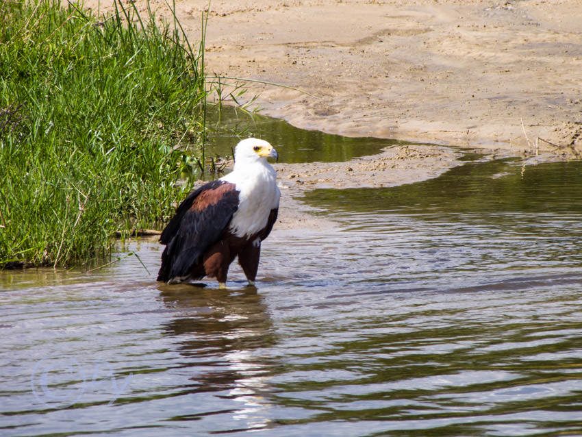 African Fish Eagle