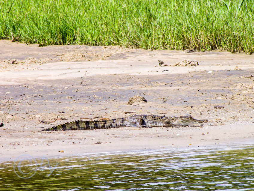 Nile Crocodile