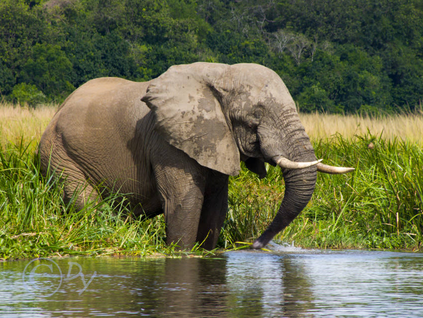 African Elephant