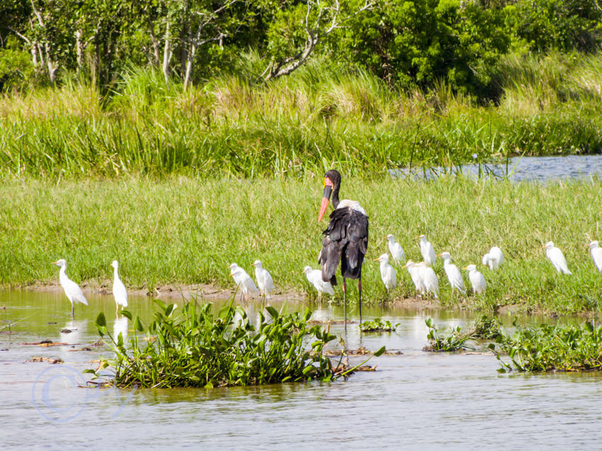 Cattle Egret, Saddlebill Stork