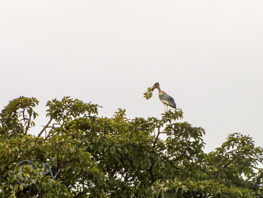 Marabou Stork