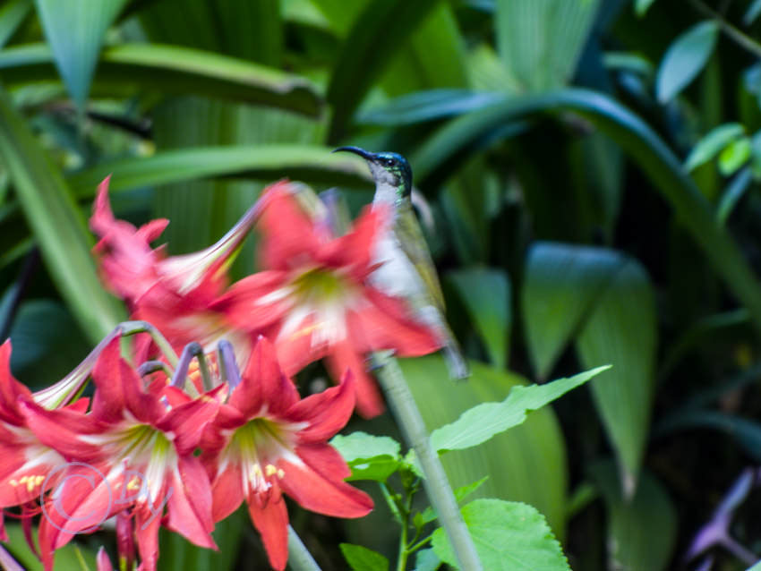 Blue Headed Sunbird