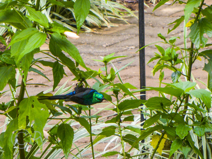 Red-chested Sunbird