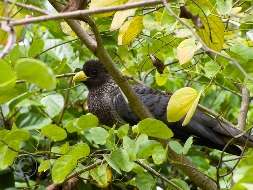 Eastern Grey Plantain Eater