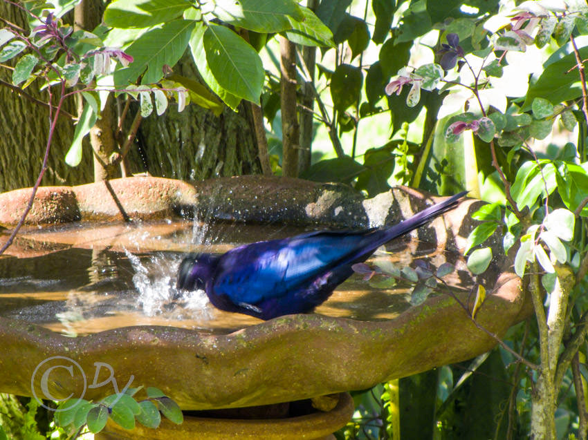 Ruppell's Long Tailed Starling