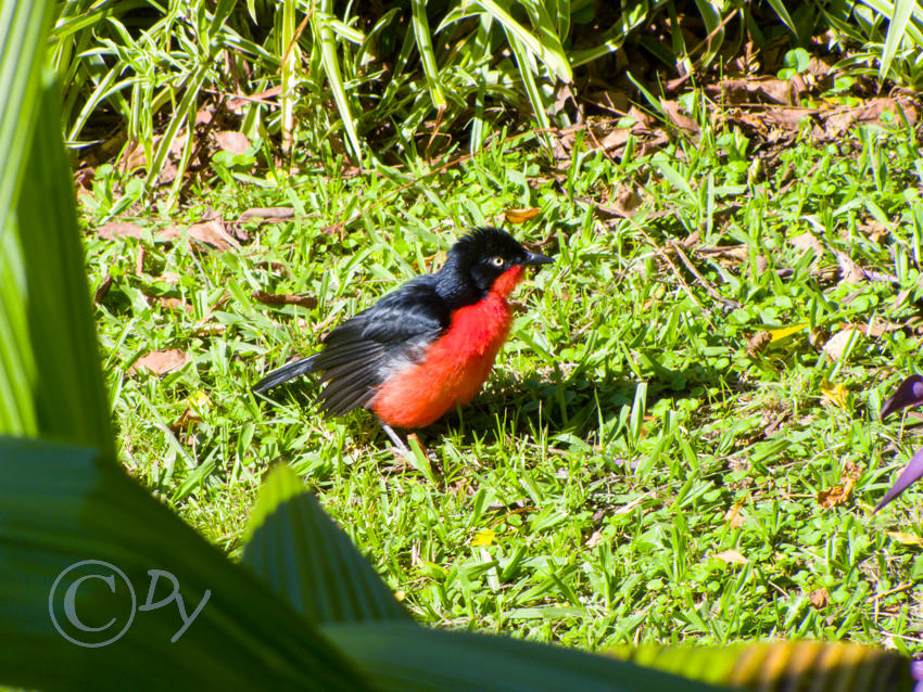 Black-headed Gonolek