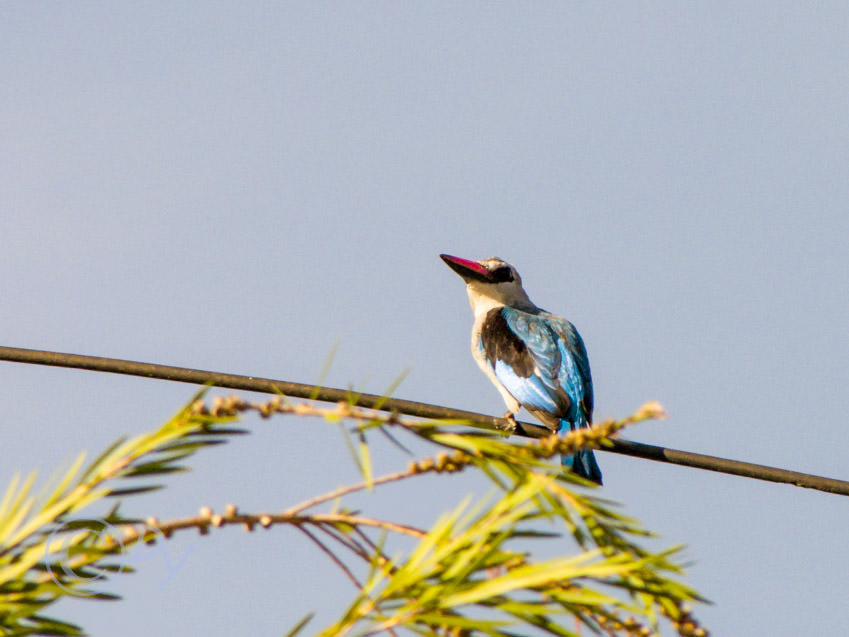 Grey Headed Kingfisher