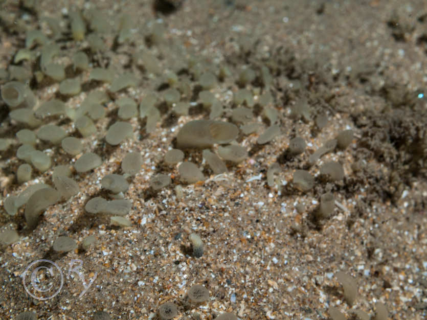 Polymastia penicillus (mamillaris) -- chimney sponge