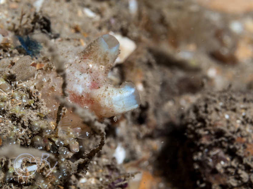 Polycarpa scuba -- teapot sea squirt, Pycnoclavella stolonialis -- Pin-head Squirt
