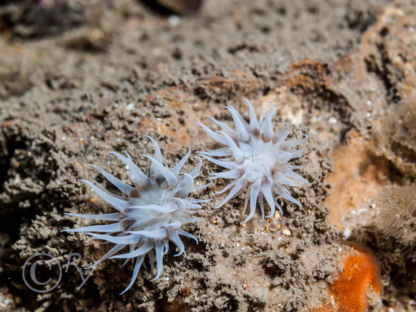 Actinothoe sphyrodeta -- white striped anemone