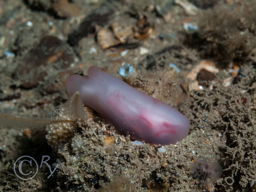 Ascidia virginea -- pink edged sea squirt, Nemertesia antennina -- antenna hydroid  sea beard, Pycnoclavella stolonialis -- Pin-head Squirt