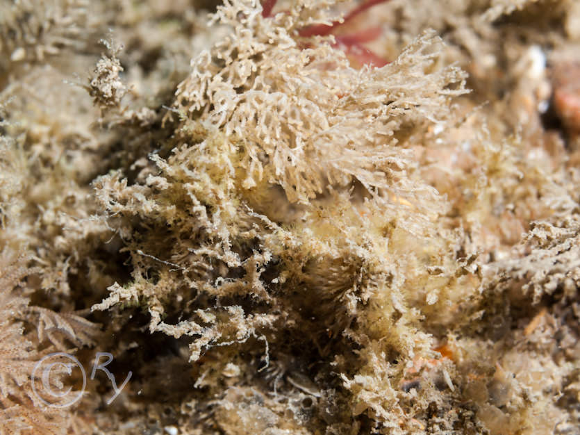 Crisia spp. -- white claw sea moss  crispy threads