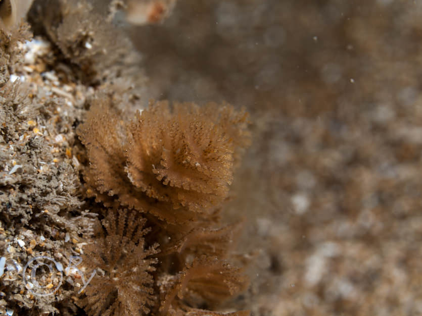 Bugula spp -- spiral bryozoans