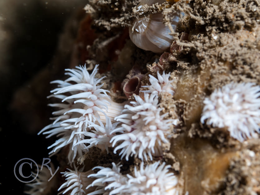 Actinothoe sphyrodeta -- white striped anemone