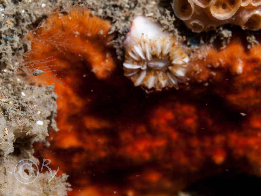 Bryozoa indet crusts -- encrusting broyzoans not identified to species, Caryophyiiia smithii -- Devonshire cup-coral