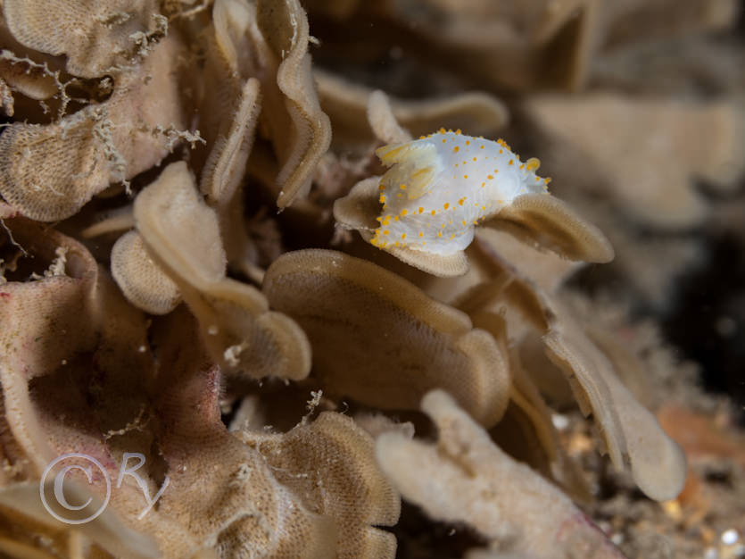 Crimora papillata, Flustra foliacea -- hornwrack