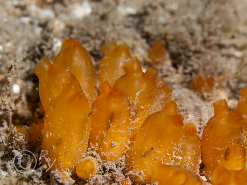 Stoionica socialis -- orange sea squirt