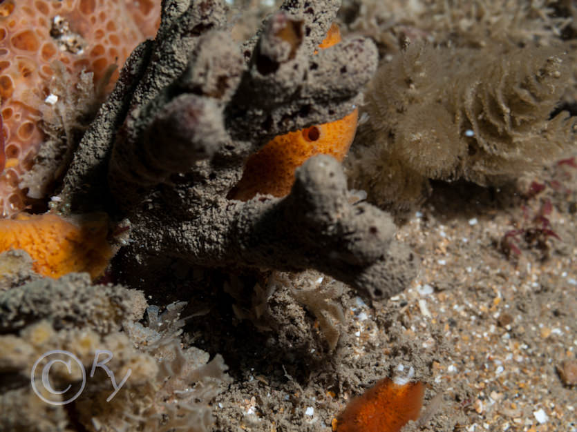 Amphilectus fucorum -- shredded carrot sponge, Bugula spp -- spiral bryozoans, Hemimycale columella -- crater sponge, Raspailia ramosa -- choclate finger sponge, Securiflustra securifrons -- square-end hornwrack