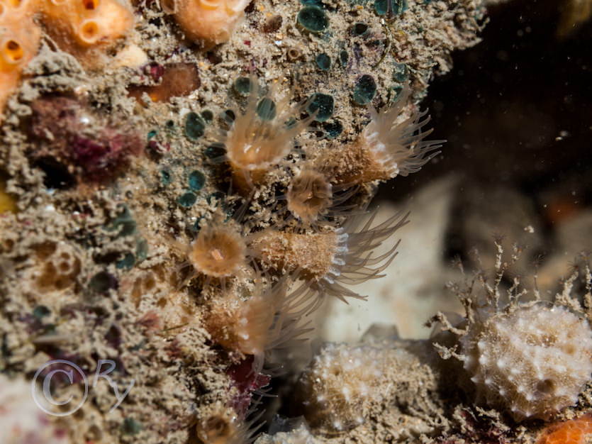 Dysidea fragilis -- goosebump sponge, Epizoanthus couchii -- sandy creeplet