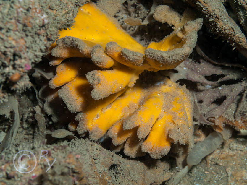 Axinella dissimilis -- yellow staghorn sponge