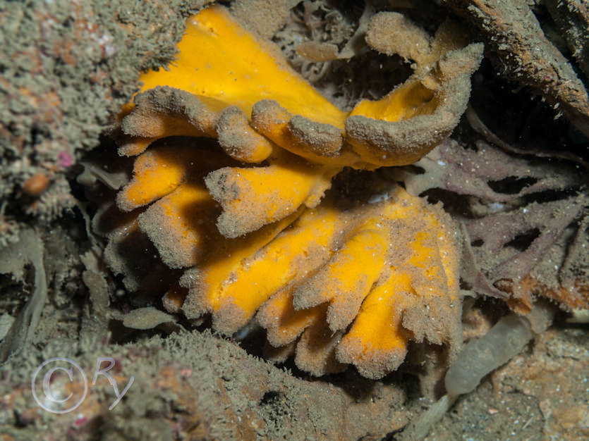 Axinella dissimilis -- yellow staghorn sponge