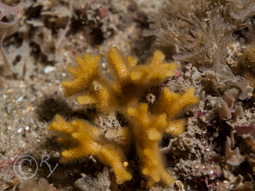 Omalosecosa ramulosa -- monkey puzzle bryozoan