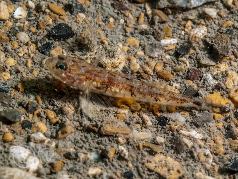 Pomatoschistus pictus -- painted goby