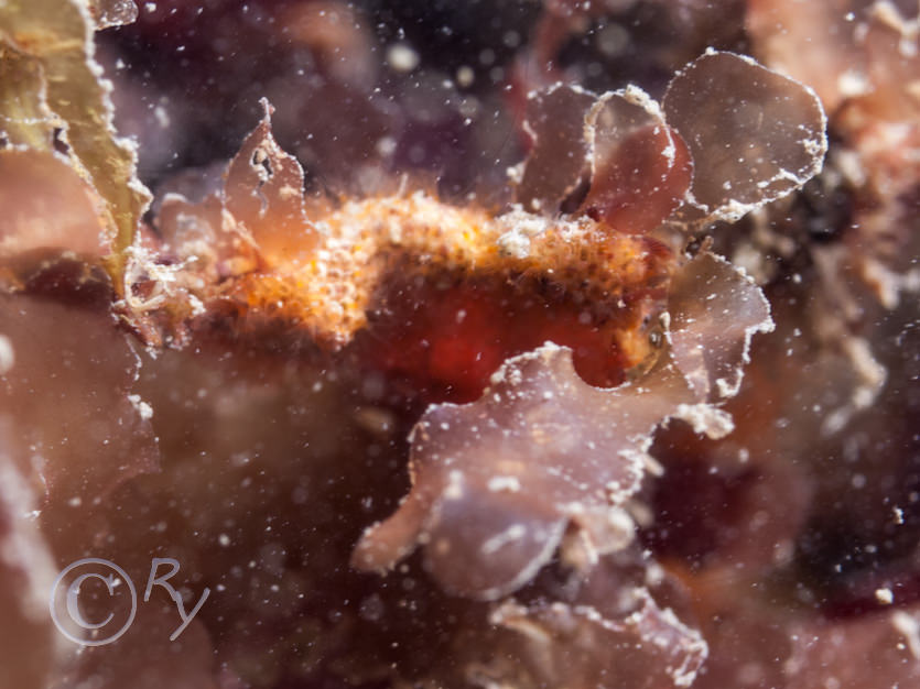 Bryozoa indet crusts -- encrusting broyzoans not identified to species