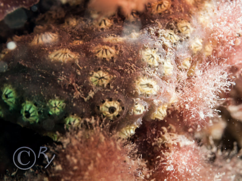 Botryllus schlosseii -- star sea squirt