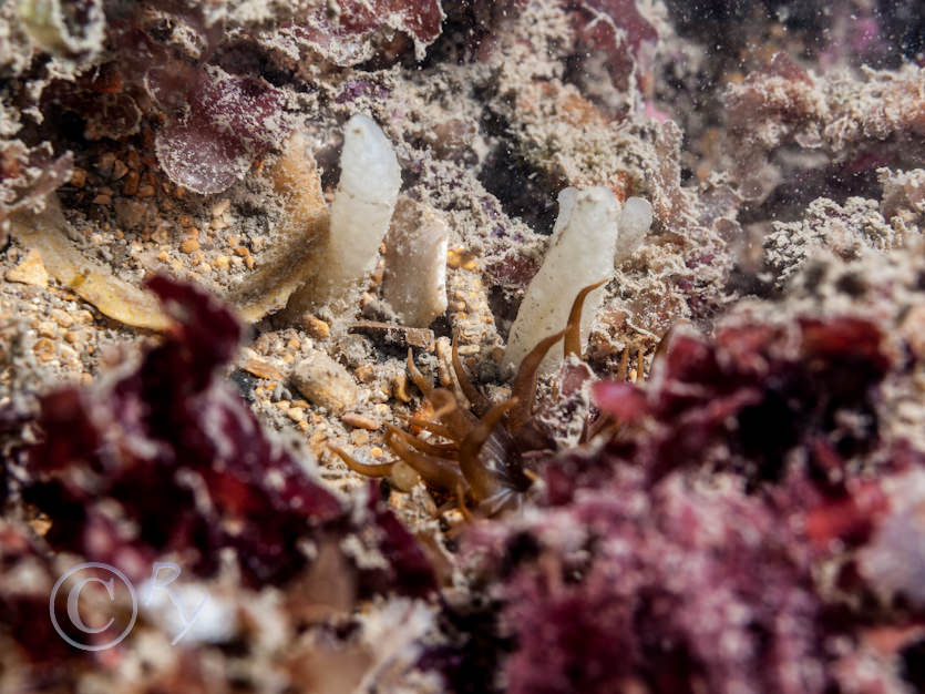 Aiptasia mutabilis -- trumpet anemone, Polymastia penicillus (mamillaris) -- chimney sponge