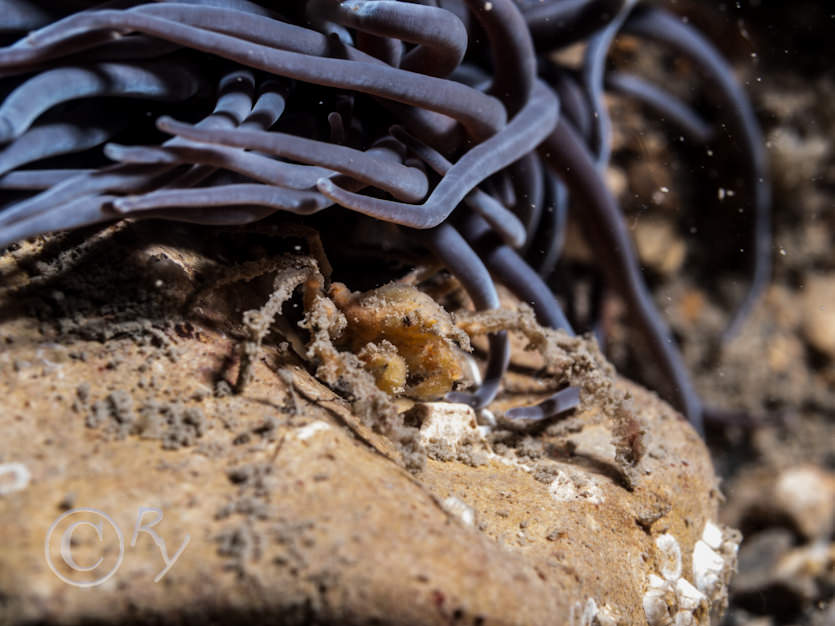 Anemonia viridis -- snakelocks anemone, Inachus phalangium -- Leach's spider crab