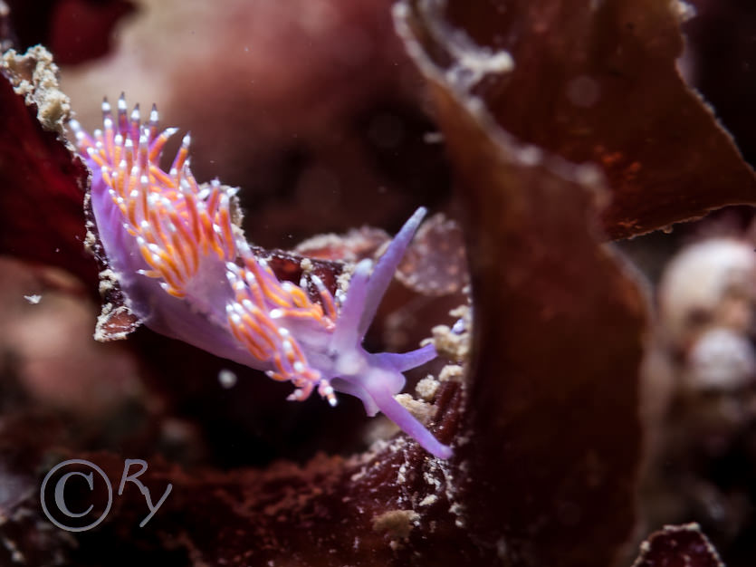 Flabellina pedata -- violet sea slug